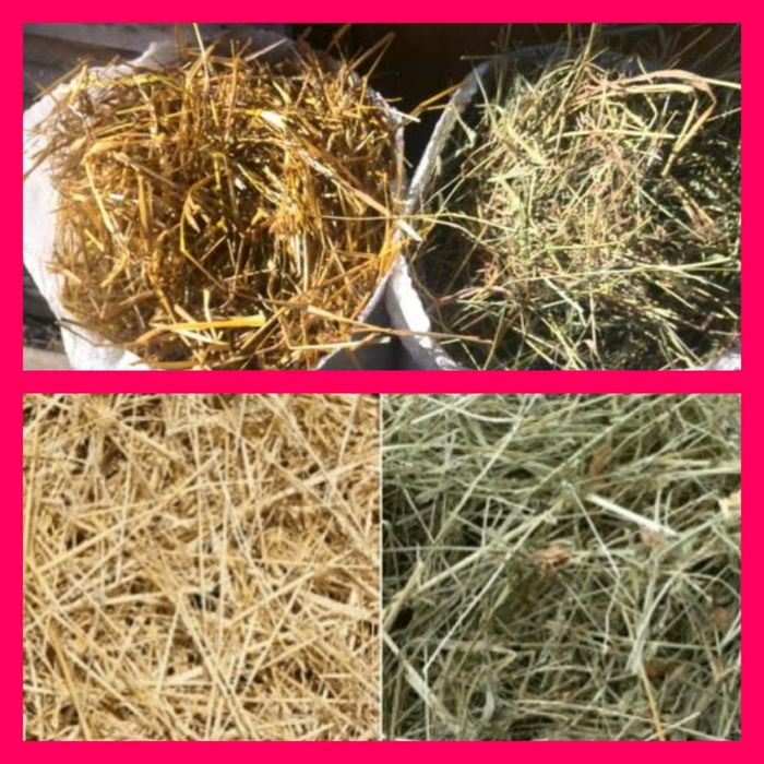 СІНО З ДОСТАВКОЮ в тюках мешках, сено тимофеевки и др. Корм, подстилка