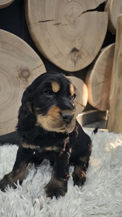 Cocker spaniel angielski