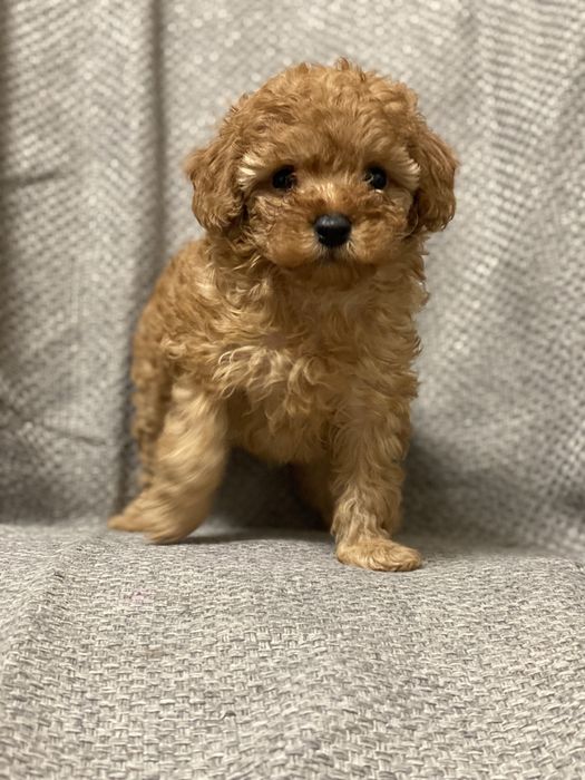 Дівчинка той пуделя