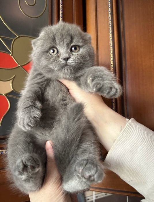 Котёнок. Мальчик с документами!