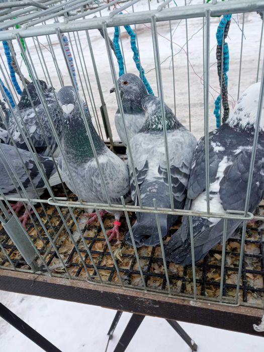 Sprzedam gołębie obrączkowane.
