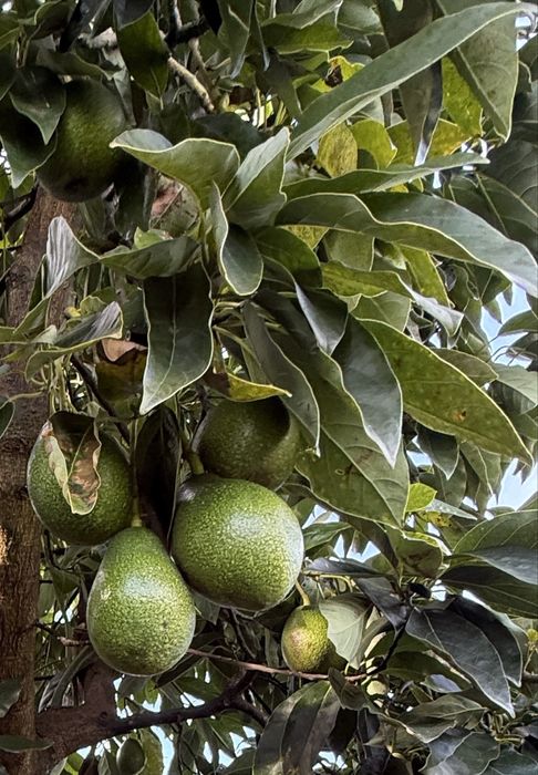 Vendem-se abacates biológicos