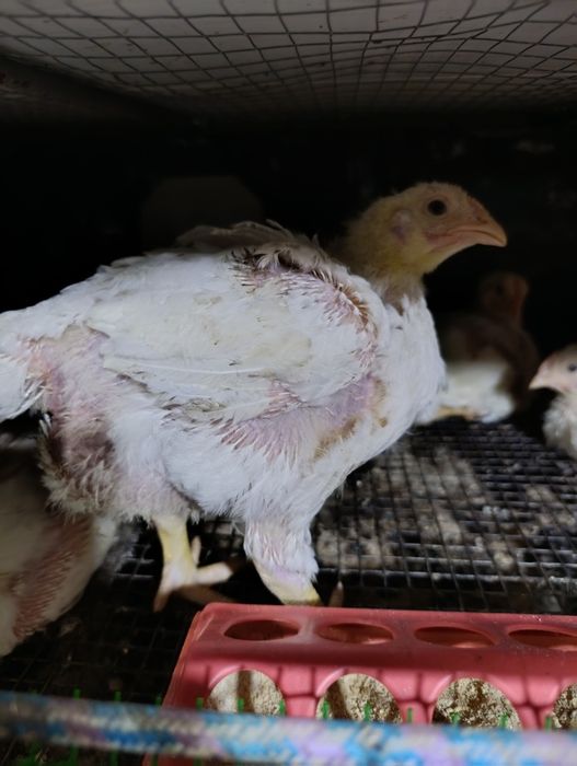 Бройлер 100 гривень.