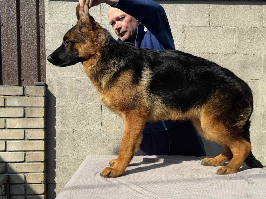 Німецька вівчарка .