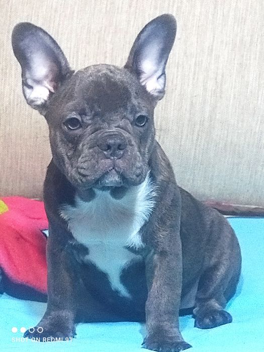 Девочки припевочки.