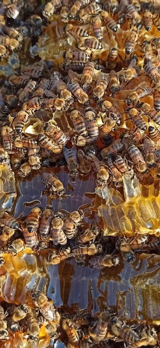 Продам бджоли у червні липні та серпні