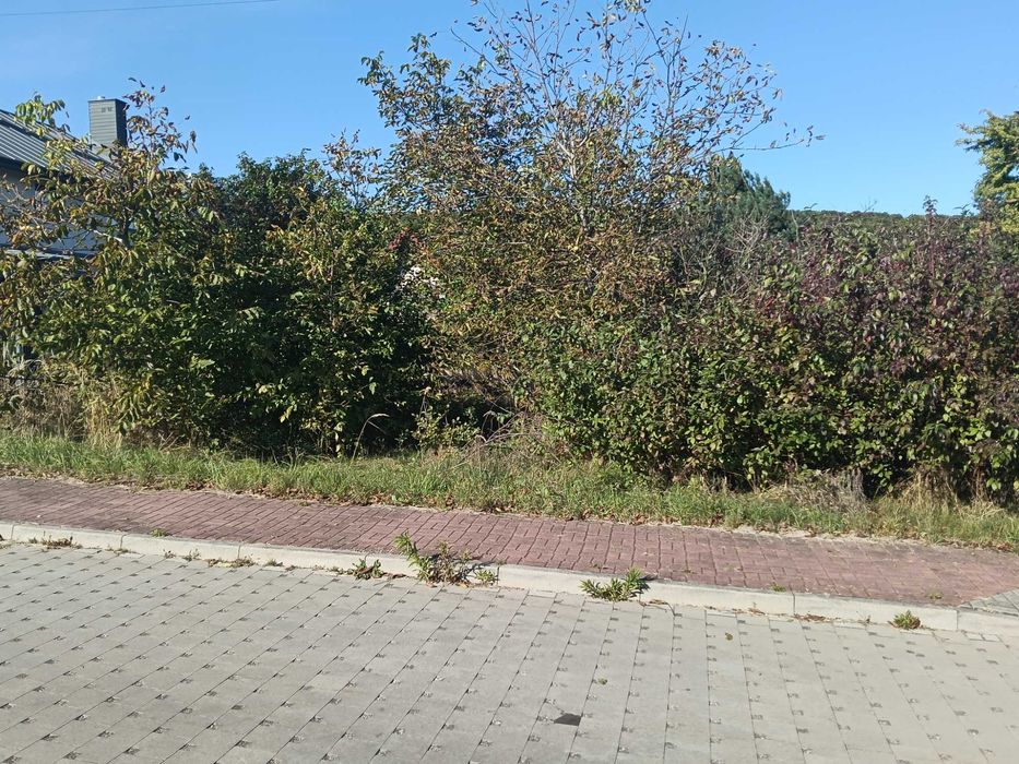 Czyszczenie działek budowlanych karczowaniem usuwanie zarośli