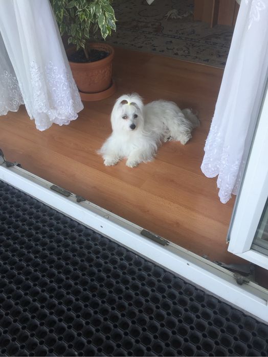 Maltańczyk szczeniak piękna suczka.