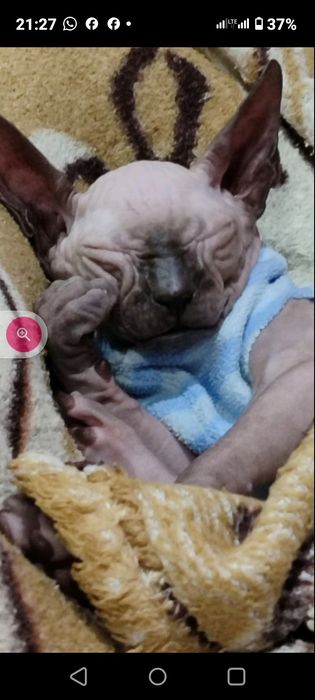 Сфинкс красавчик приглашает принцессу для вязки