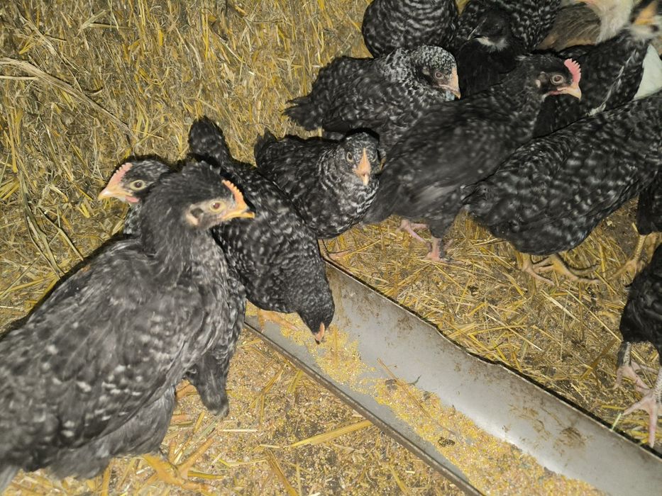 Продам цыплят, Чугуев