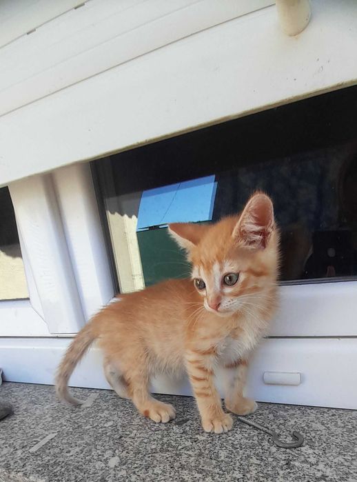Gatinho disponível para adopção responsável.