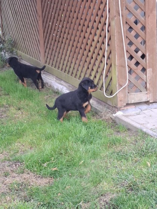 Rottweiler  szczeniak pies