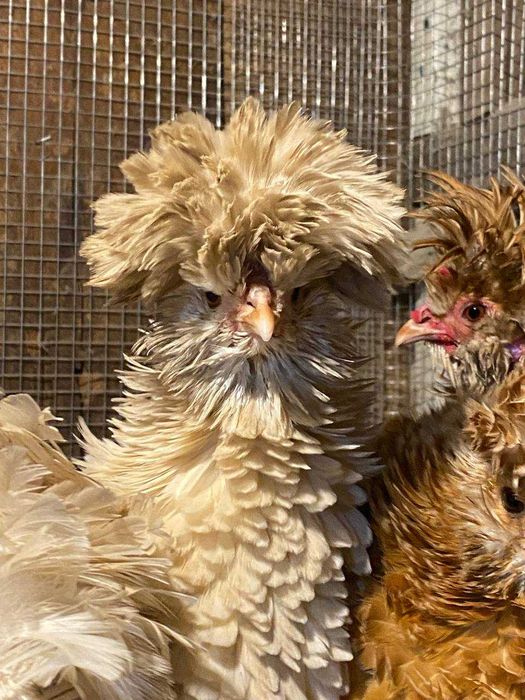 Інкубаційні яйця Падуан Шамоа курчавий (фрізлі)