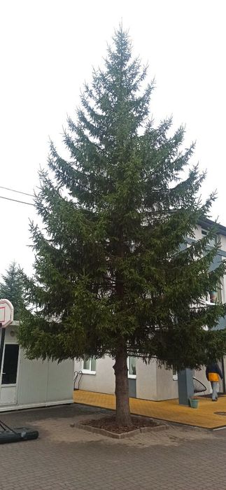 Віддам живу ялинка