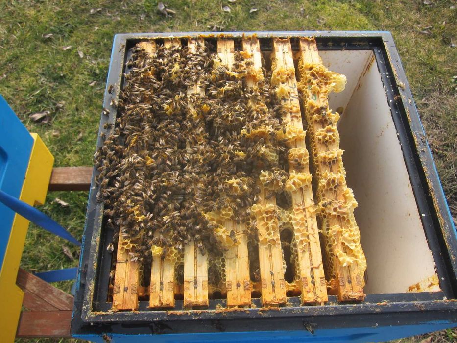 Pszczoły, rodziny pszczele