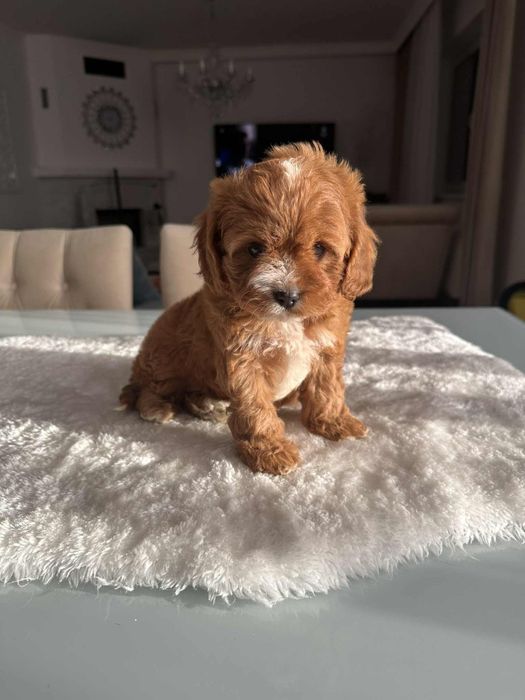 Cudowna sunia Cavapoo