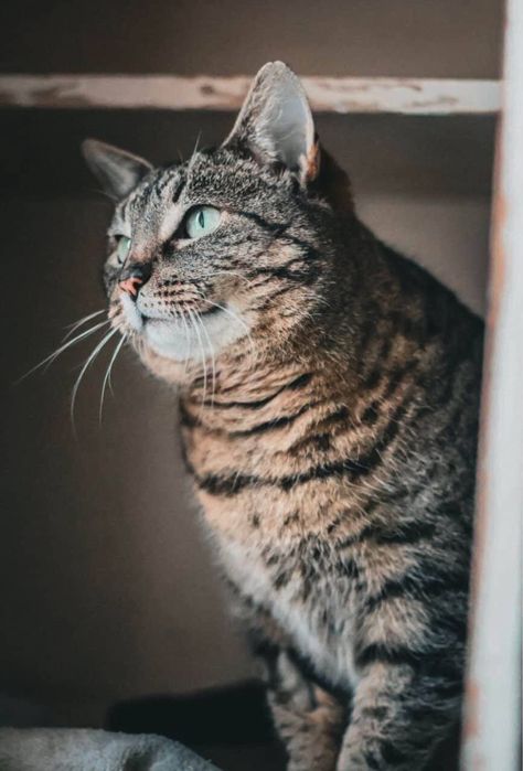 Кошка. Кішечка. Кошка. Киця. Кішка.