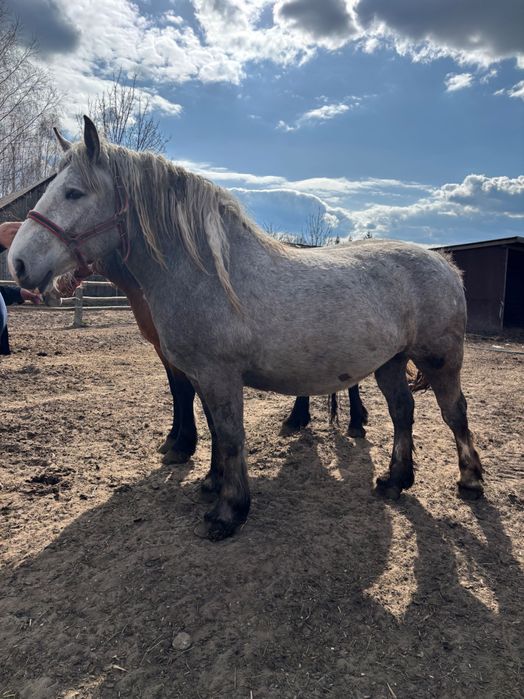Sprzedam klacz zimnokrwistą