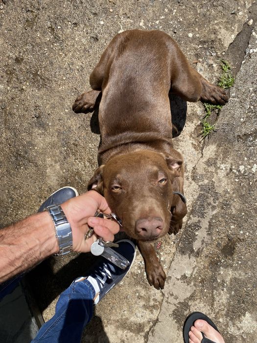 Cão macho para ADOÇÃO Snoopy