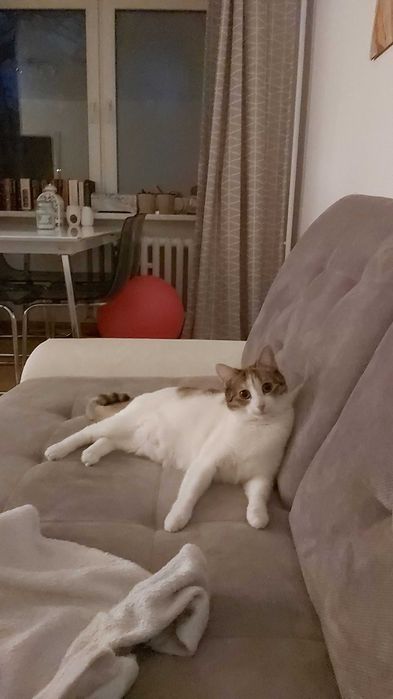 Koty do adopcji razem lub osobno