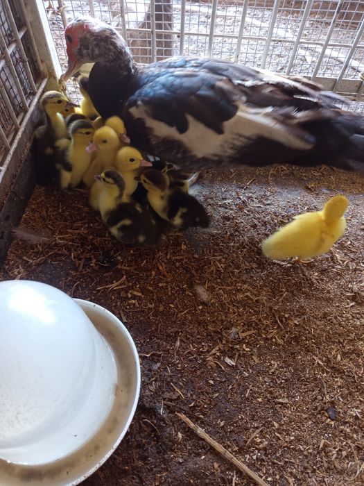 Animais de quinta