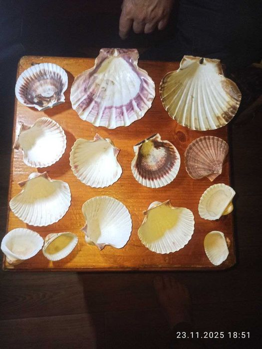 продам разные аквариумные ракушки