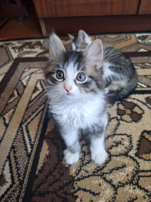 Малюки шукають люблячу родину