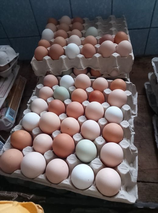 Jajka wiejskie, wolny wybieg