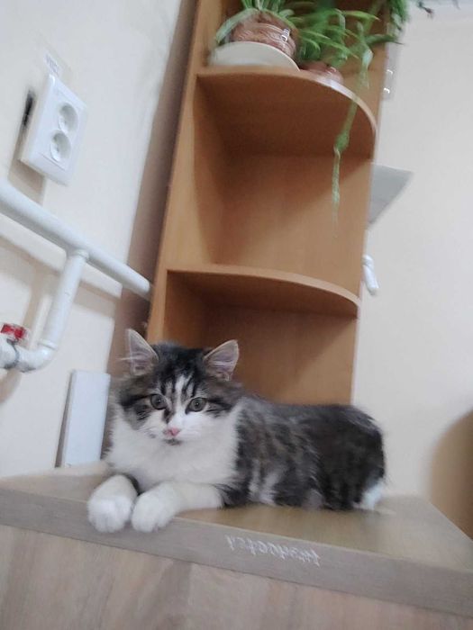 Котик, що говорить