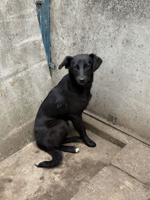 Віддамо песика безкоштовно