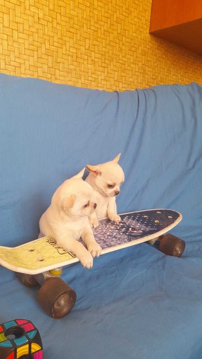 Цуценятка чіхуахуа. Доставка у Ваше місто