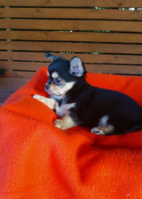 Piękny piesek chihuahua długowłosy