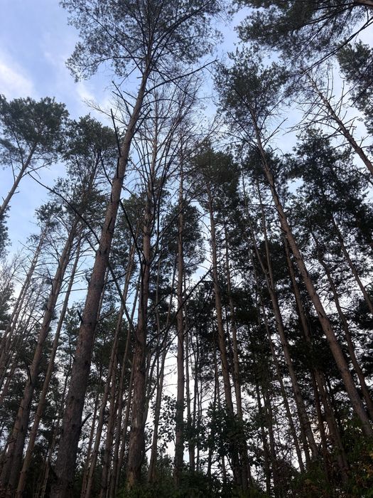 Sprzedam drewno sosna w klodach