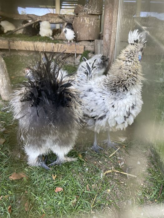 Koguty ozdobne z zeszłego roku