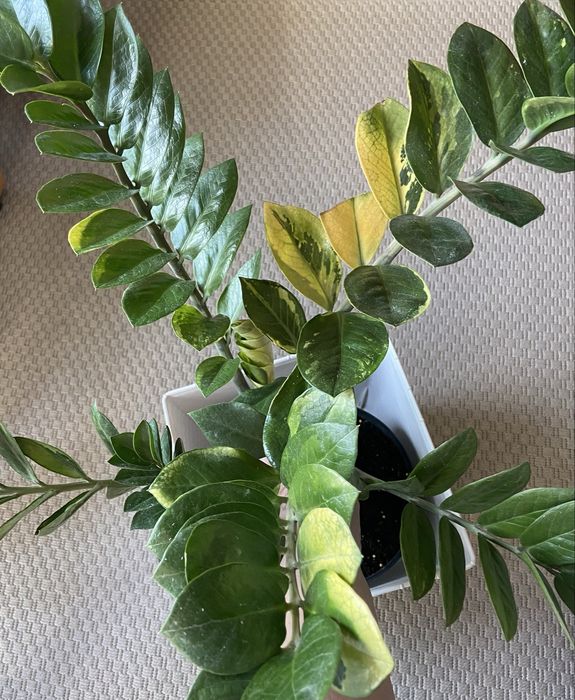 Zamiokulkas variegata, młody sadzonek