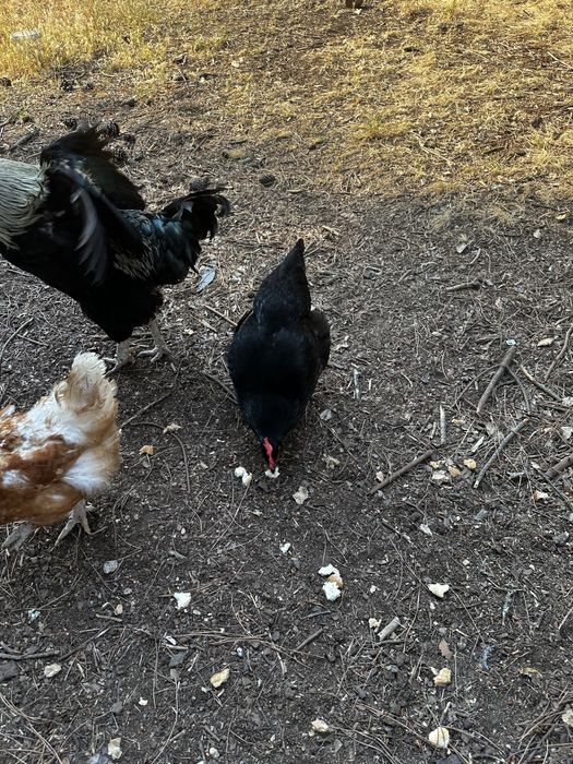 7 galinhas em postura mais 1 galo