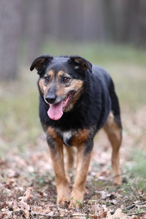 Piesek okolo 9 lat