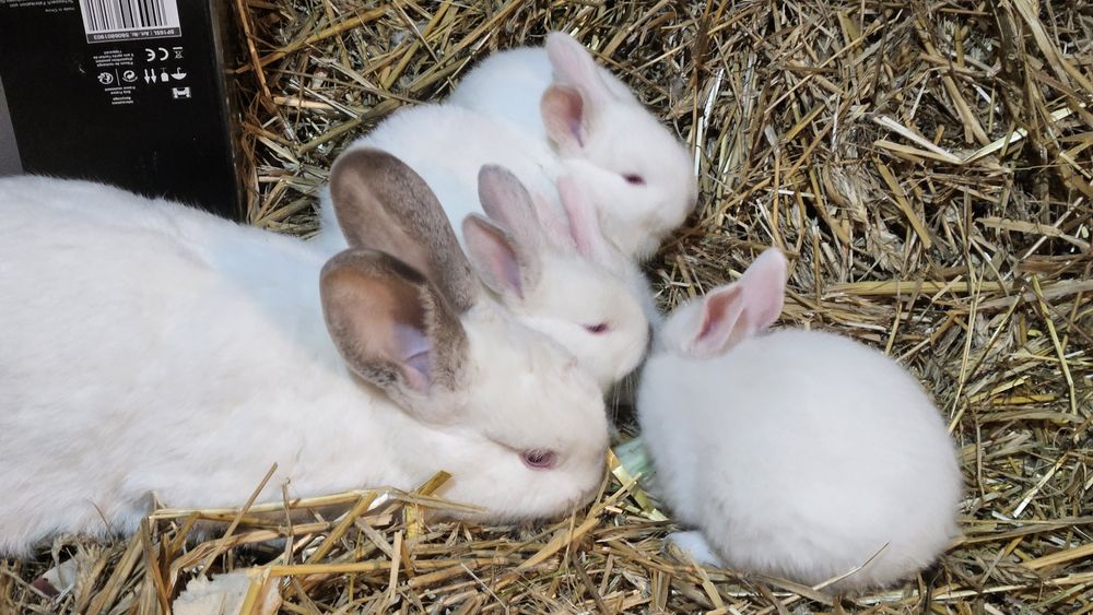 Króliki termondzki i kalifornijski