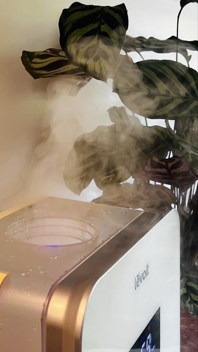 Humidificador de ar / plantas