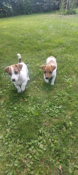 Jack Russell Terrier
