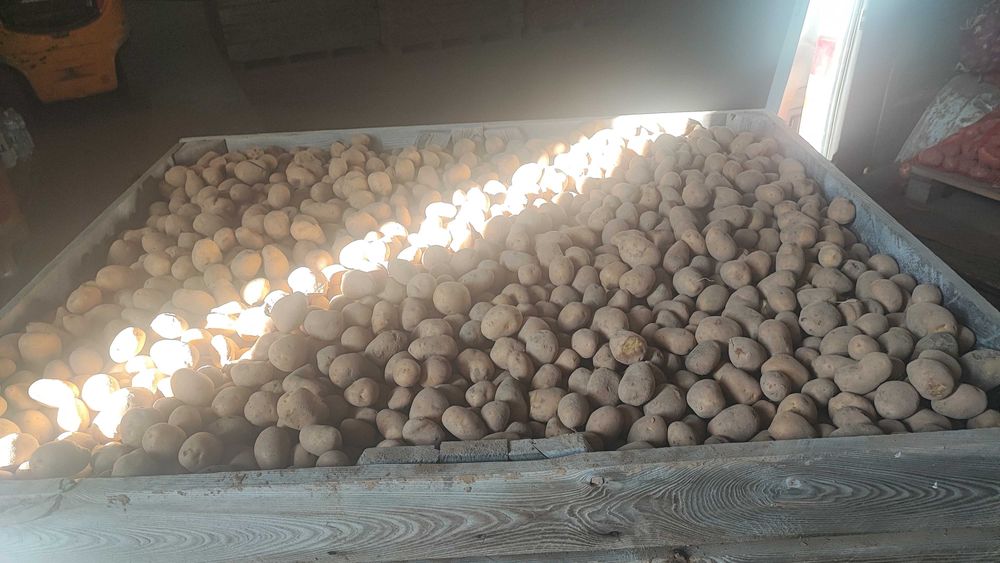 Ziemniaki kaliber 35-55