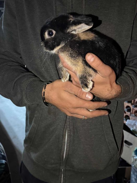 Coelha anão mini holandesa