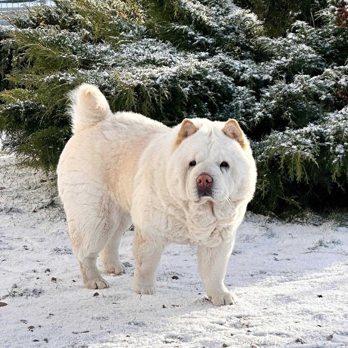 Hotel domowy dla psów Dog Holidays