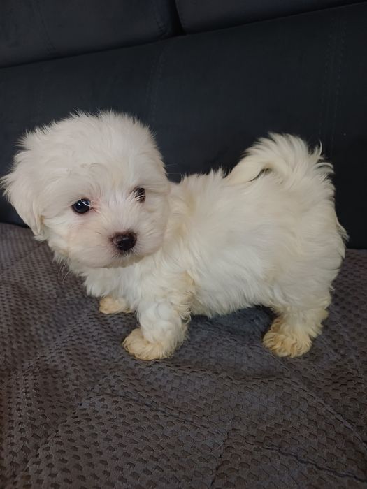 Maltanczyk mały słodziak