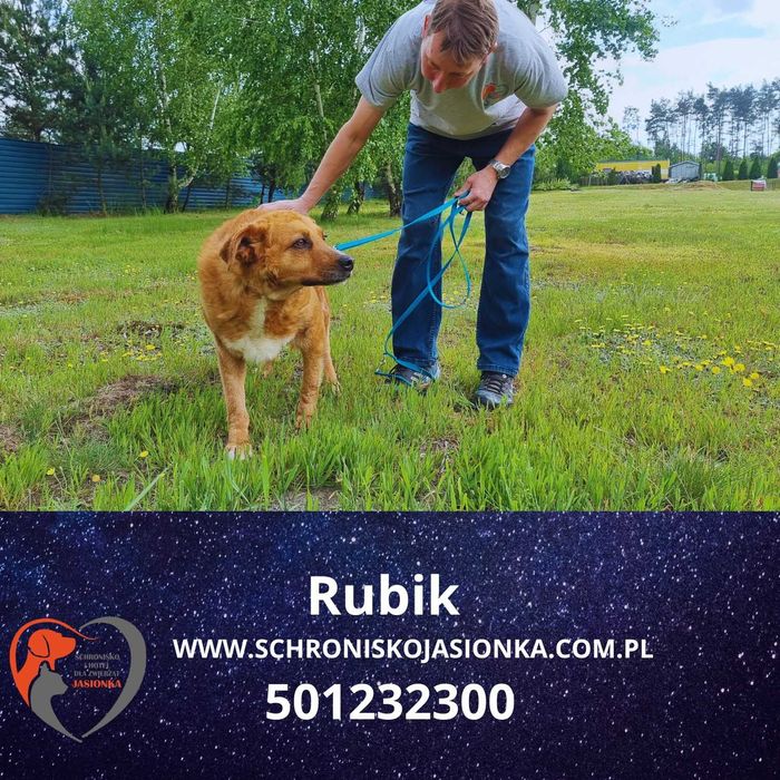 RUBIK do adopcji – Schronisko Jasionka