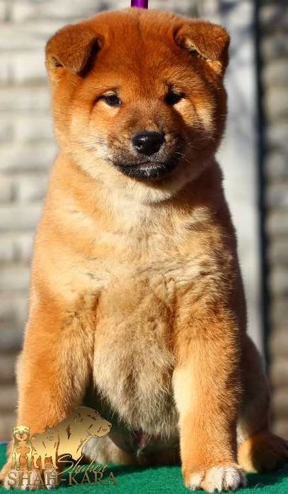 Яскравий хлопець Шиба/сіба-іну