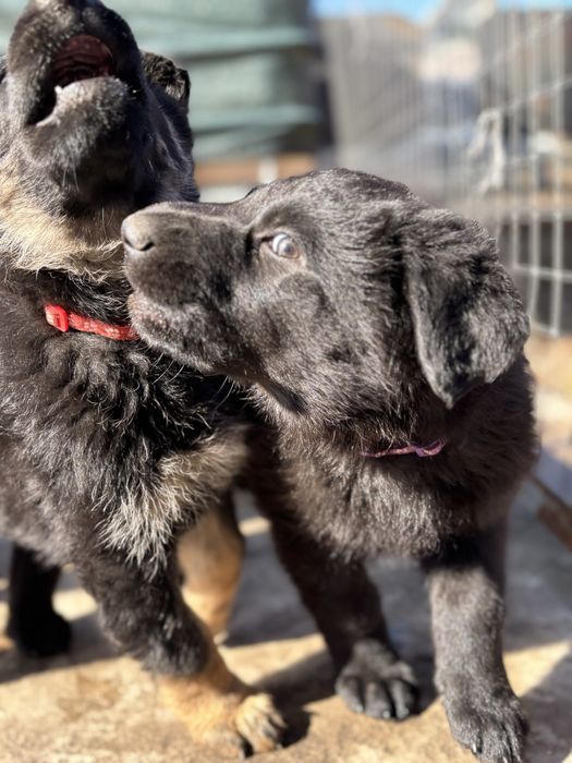 Дівчатка німецької вівчарки