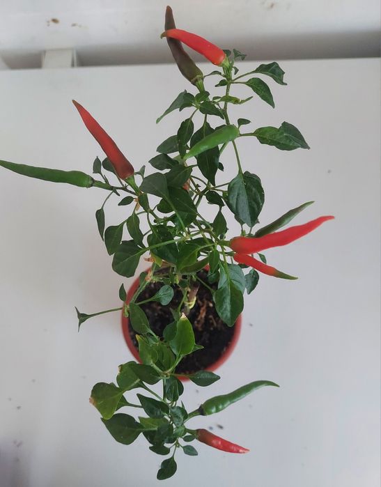 Продам перець вогник