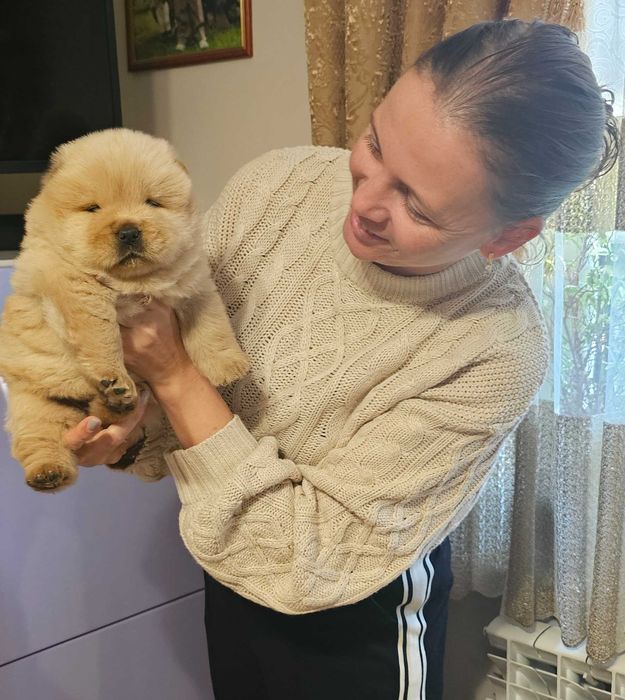 Цуцинята чау-чау