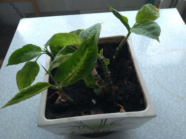 Диффенбахия Камилла